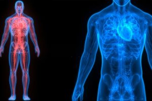 fisiologia - biologia